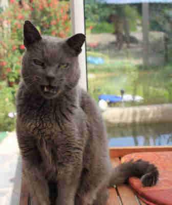 Die Killerkatze,